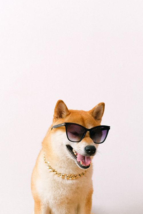 shiba inu wearing sunglasses and a gold chain in a studio portrait