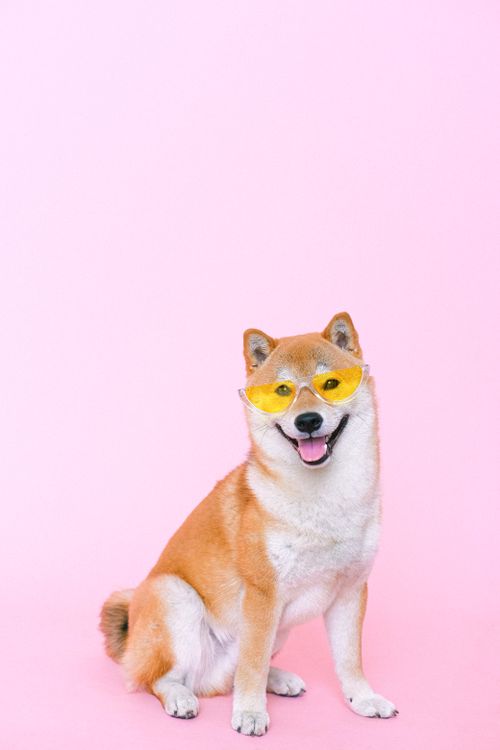 shiba inu in yellow sunglasses against a pink background