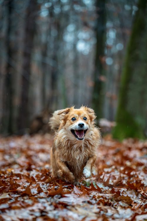 dog running at full speed through a forest full of fallen autumn leaves