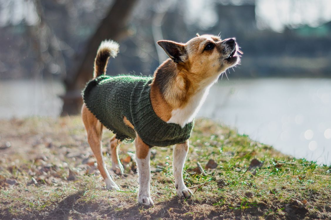 chihuahua in a green knitted sweater barking outdoors beside a lake