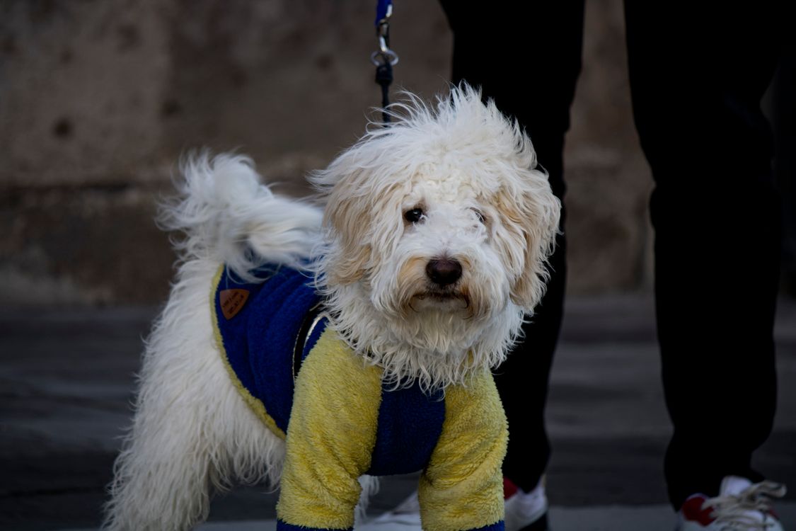 fluffy dog in a colorful sweater standing outdoors on a leash