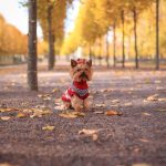 small dog in a red sweater sitting among bright autumn leaves in a park