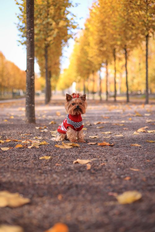 small dog in a red sweater sitting among bright autumn leaves in a park