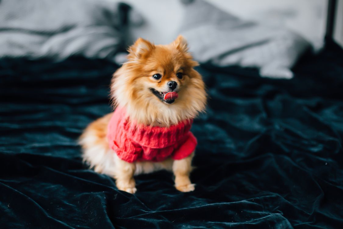 pomeranian in a red sweater sitting on a cozy bed indoors