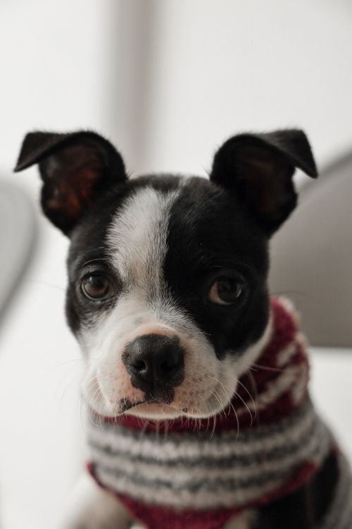 boston terrier puppy in a striped sweater staring at the camera