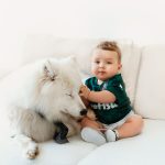 fluffy white Samoyed sitting on a sofa next to a smiling baby boy