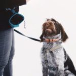 Woman holding a treat above her dog during an outdoor training session