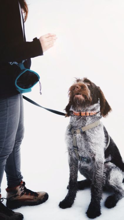 Woman holding a treat above her dog during an outdoor training session