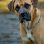large muscular dog standing outdoors in a calm portrait pose