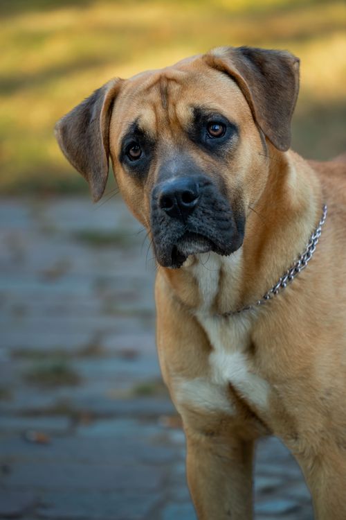 large muscular dog standing outdoors in a calm portrait pose