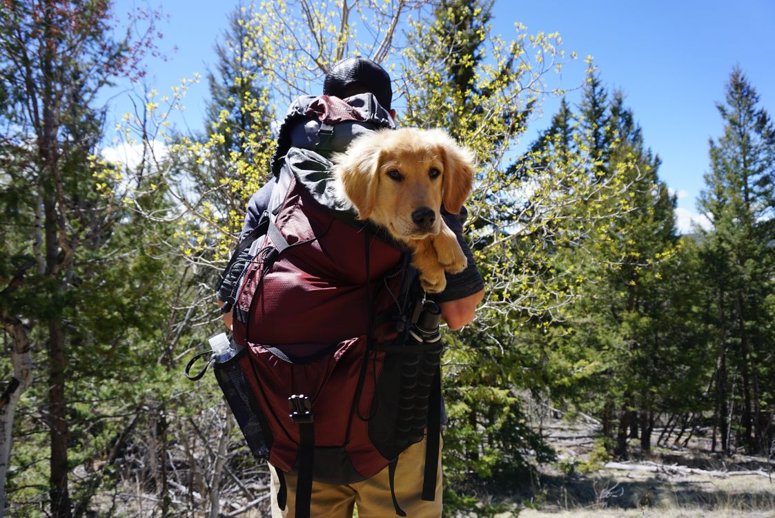A hiker carrying a large dog in a red backpack down a forest trail