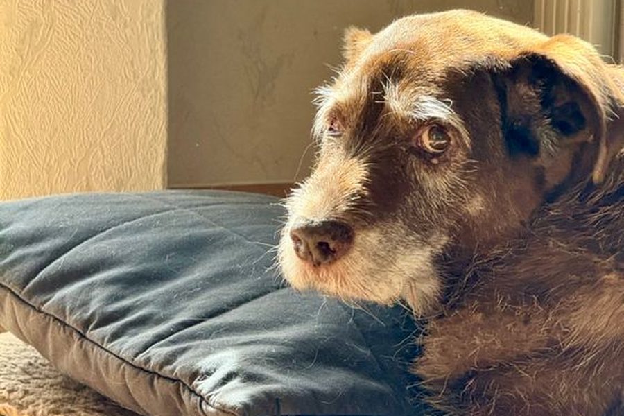 old dog resting on a pillow in a sunlit room