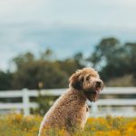 Fluffy dog sitting in a yellow flower field during allergy season