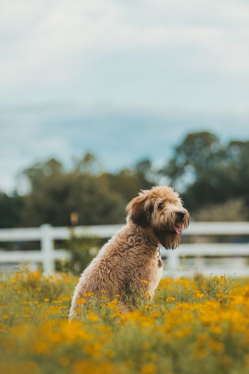 Fluffy dog sitting in a yellow flower field during allergy season