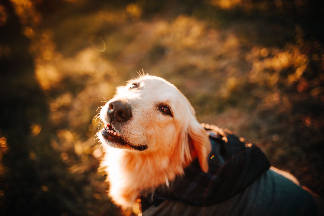 Golden retriever standing in a sunny meadow