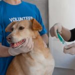 shelter volunteer holding a brown dog in her arms
