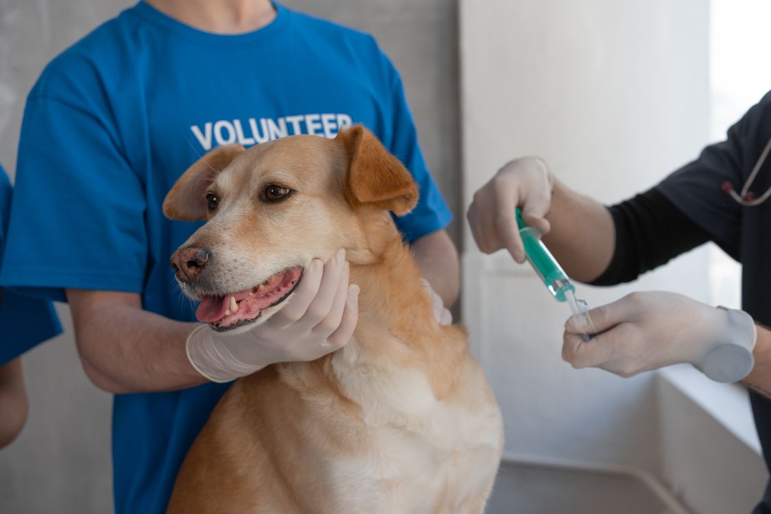 shelter volunteer holding a brown dog in her arms