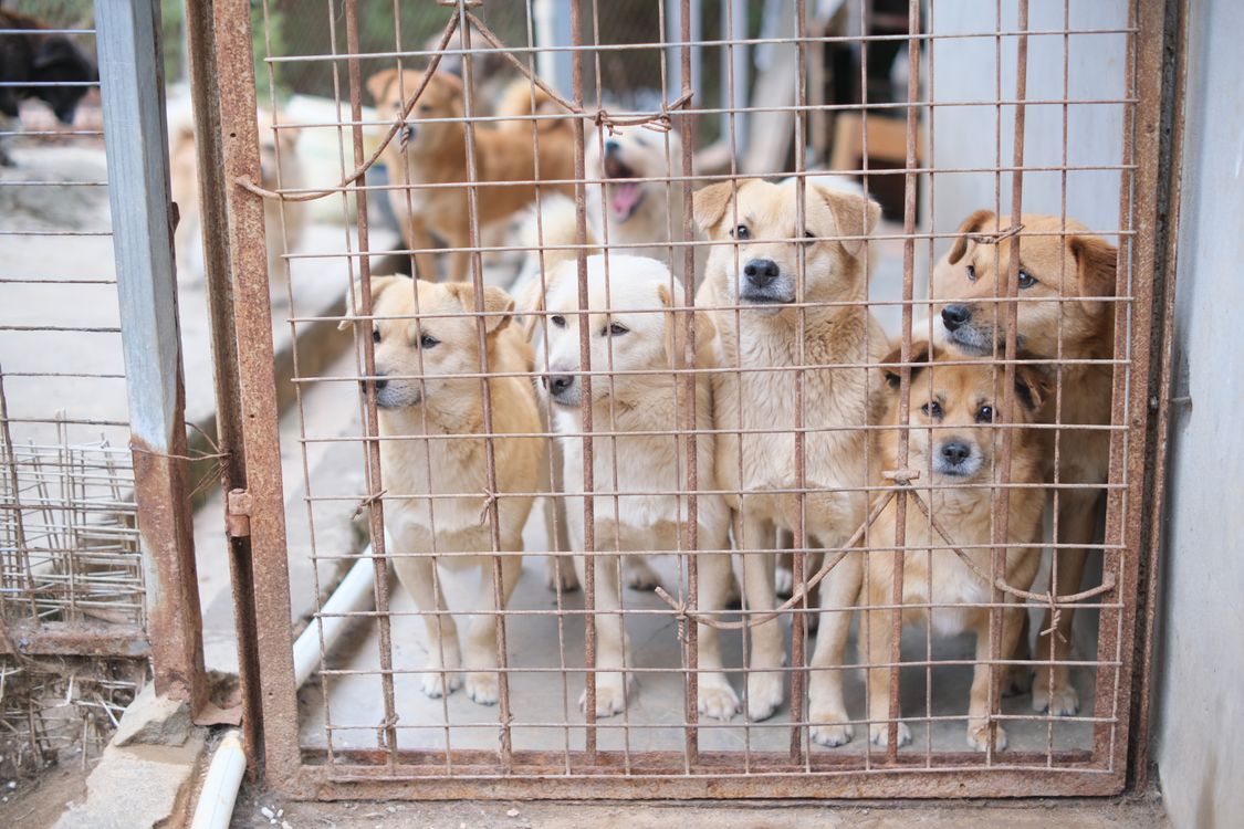 dogs in a shelter kennel waiting for adoption