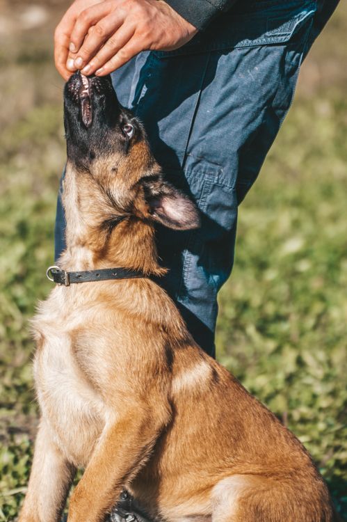 A puppy learning a new cue and taking a food reward during training