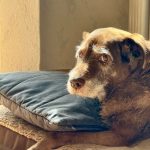 senior dog resting on a pillow in a sunlit room