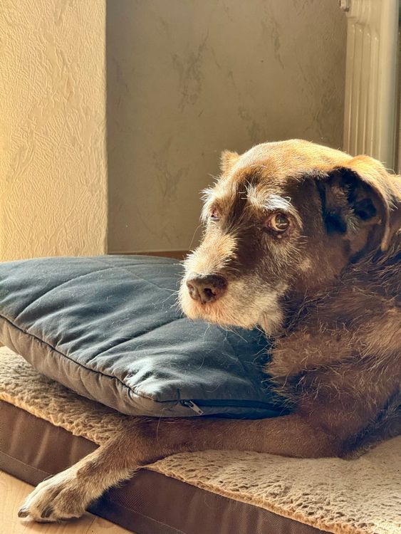senior dog resting on a pillow in a sunlit room