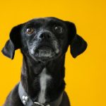 senior black dog with a gray muzzle sitting against a bright yellow background
