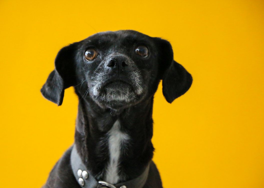 senior black dog with a gray muzzle sitting against a bright yellow background
