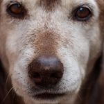 senior labrador retriever with a gray muzzle resting calmly