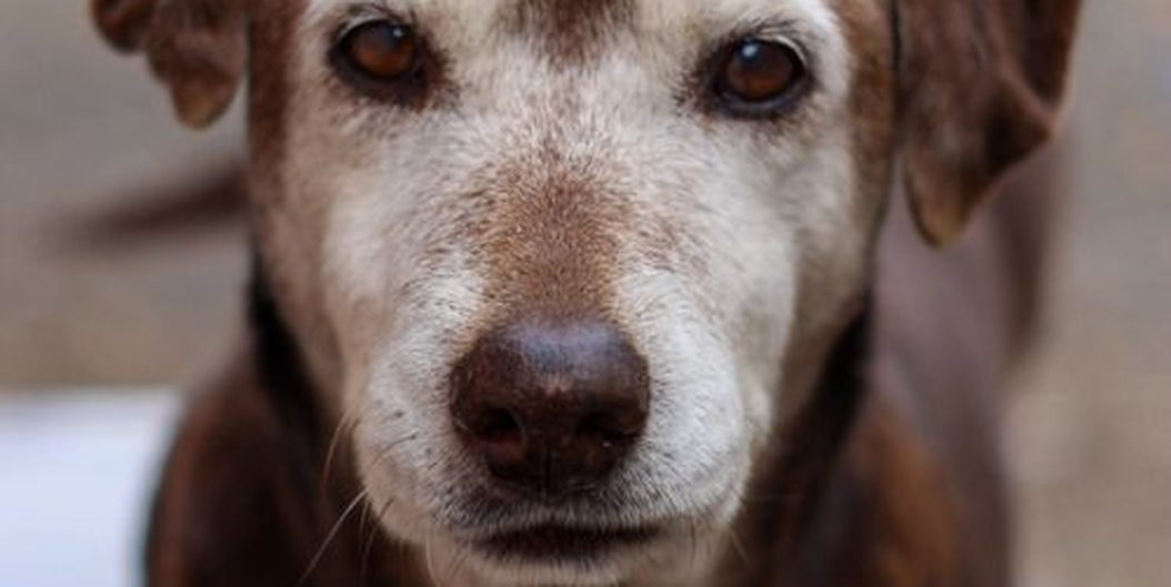 senior labrador retriever with a gray muzzle resting calmly