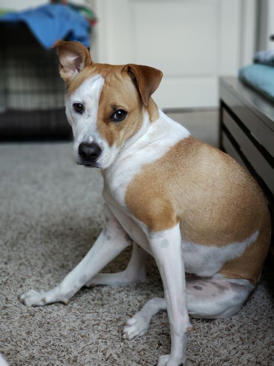 small brown and white dog sitting indoors looking at the camera