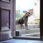 stray dog sitting on concrete steps beside an open wooden door