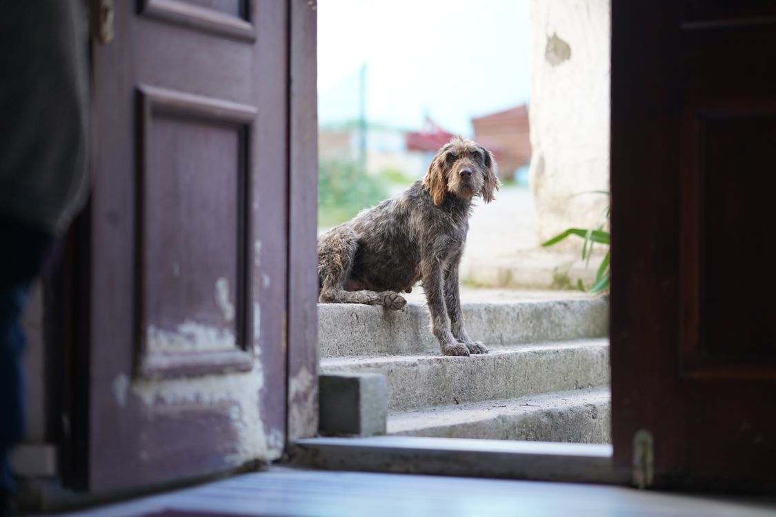 stray dog sitting on concrete steps beside an open wooden door