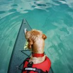 dog wearing a red life vest sitting on a paddleboard in calm water