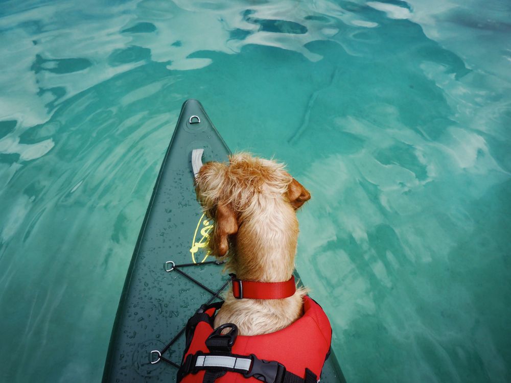 dog wearing a red life vest sitting on a paddleboard in calm water