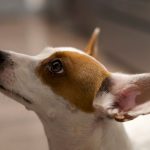 Small dog looking up attentively while sitting indoors