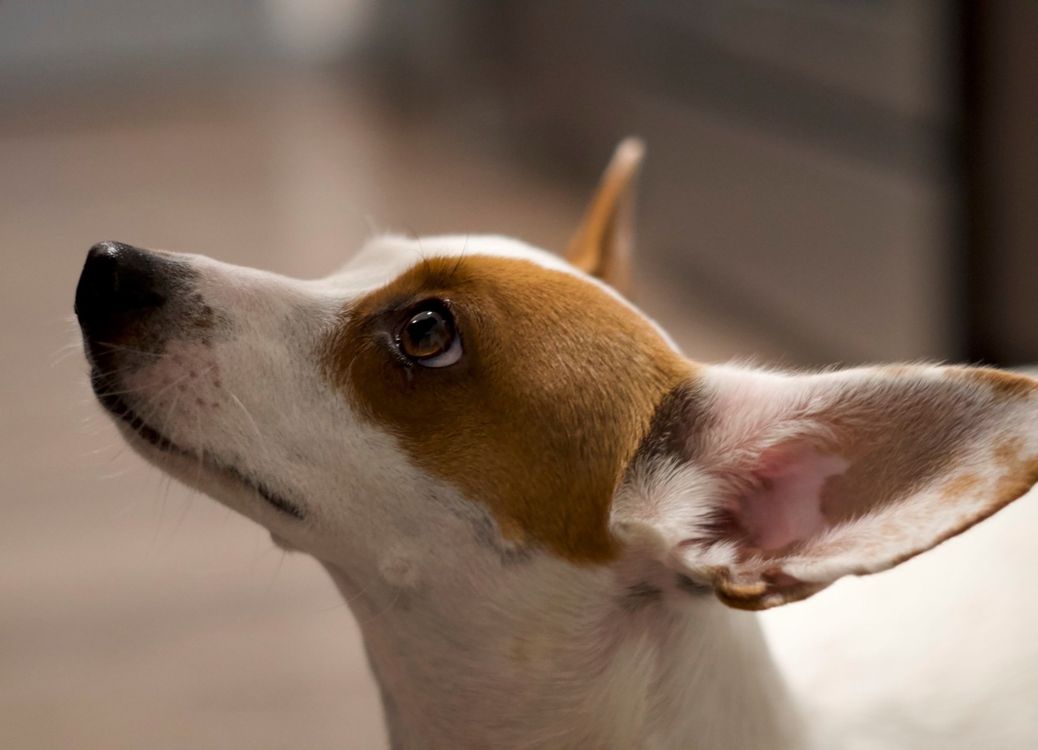 Small dog looking up attentively while sitting indoors