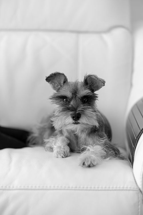 terrier lying on a couch