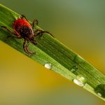 macro photo of a tick crawling on a wet green leaf