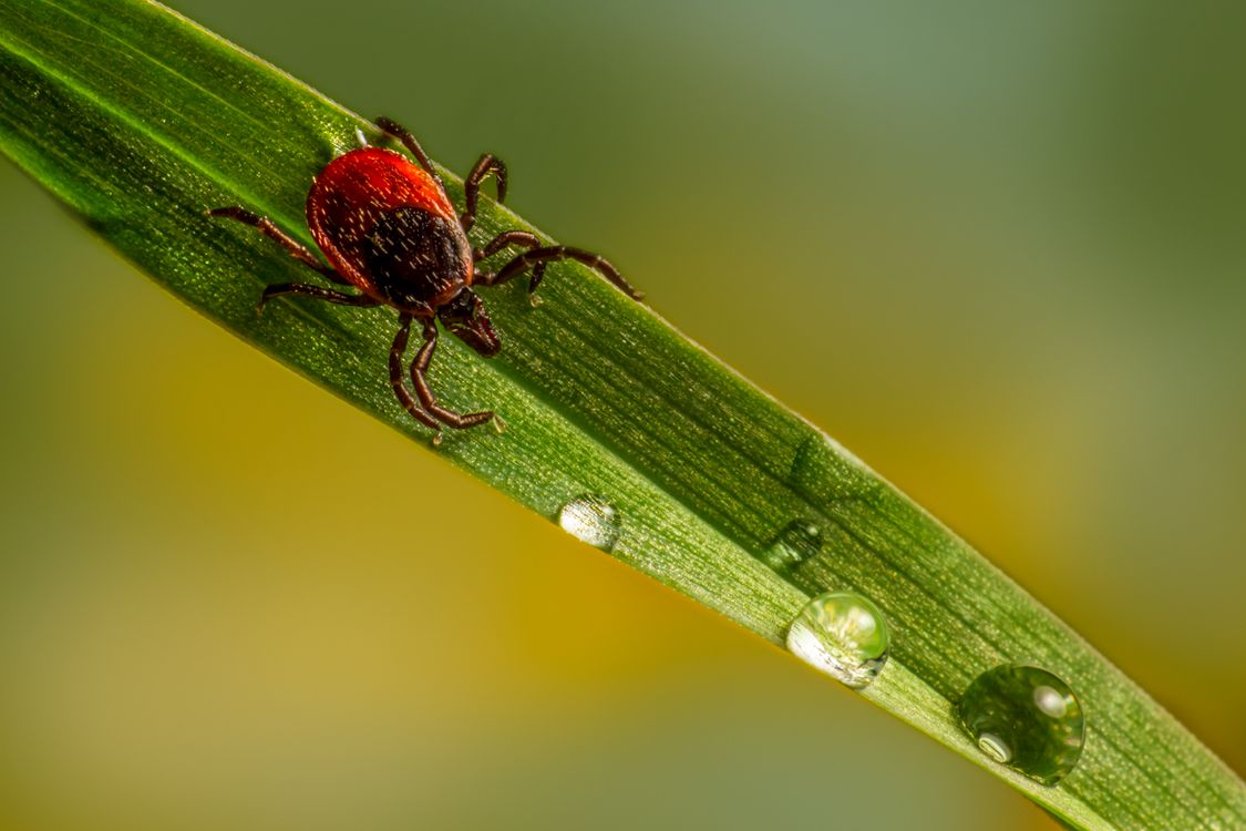 macro photo of a tick crawling on a wet green leaf