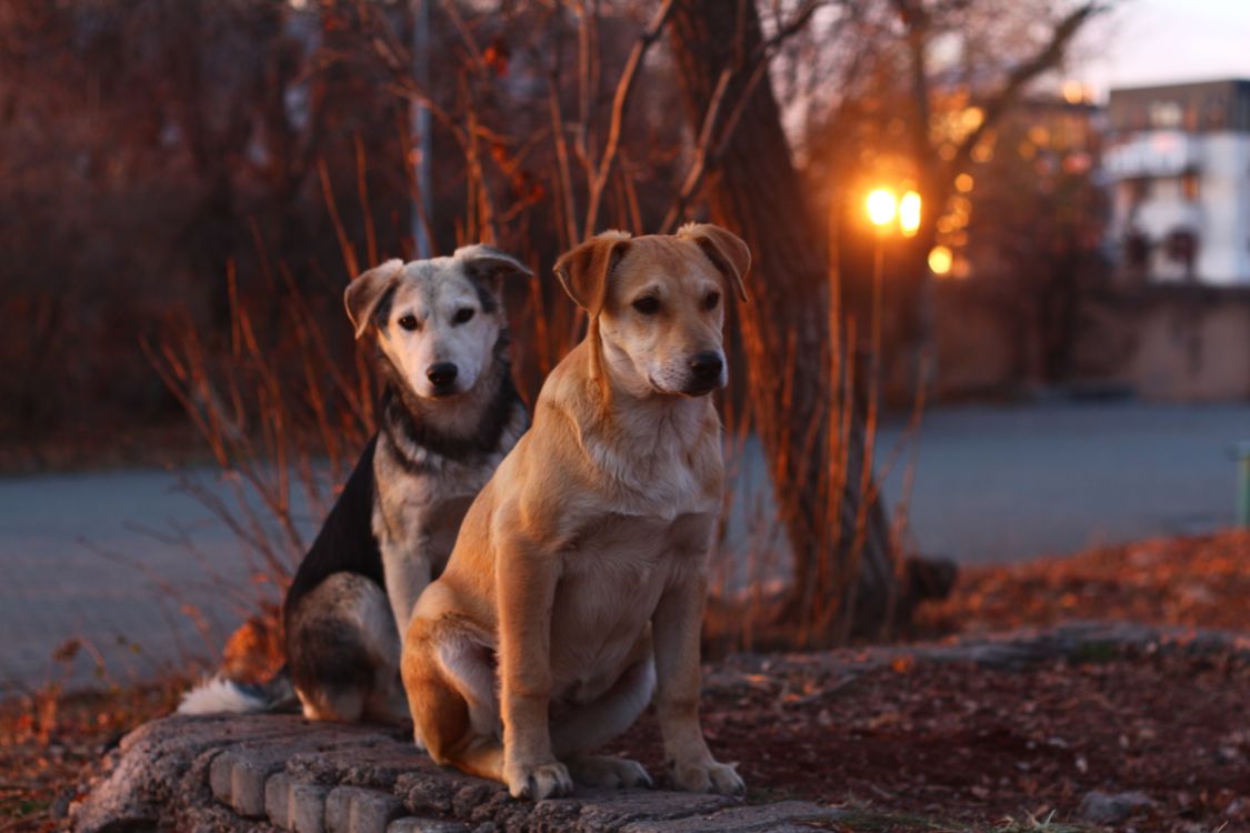 two dogs sitting side by side outdoors at sunset