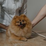 dog lying on a veterinary table during an exam