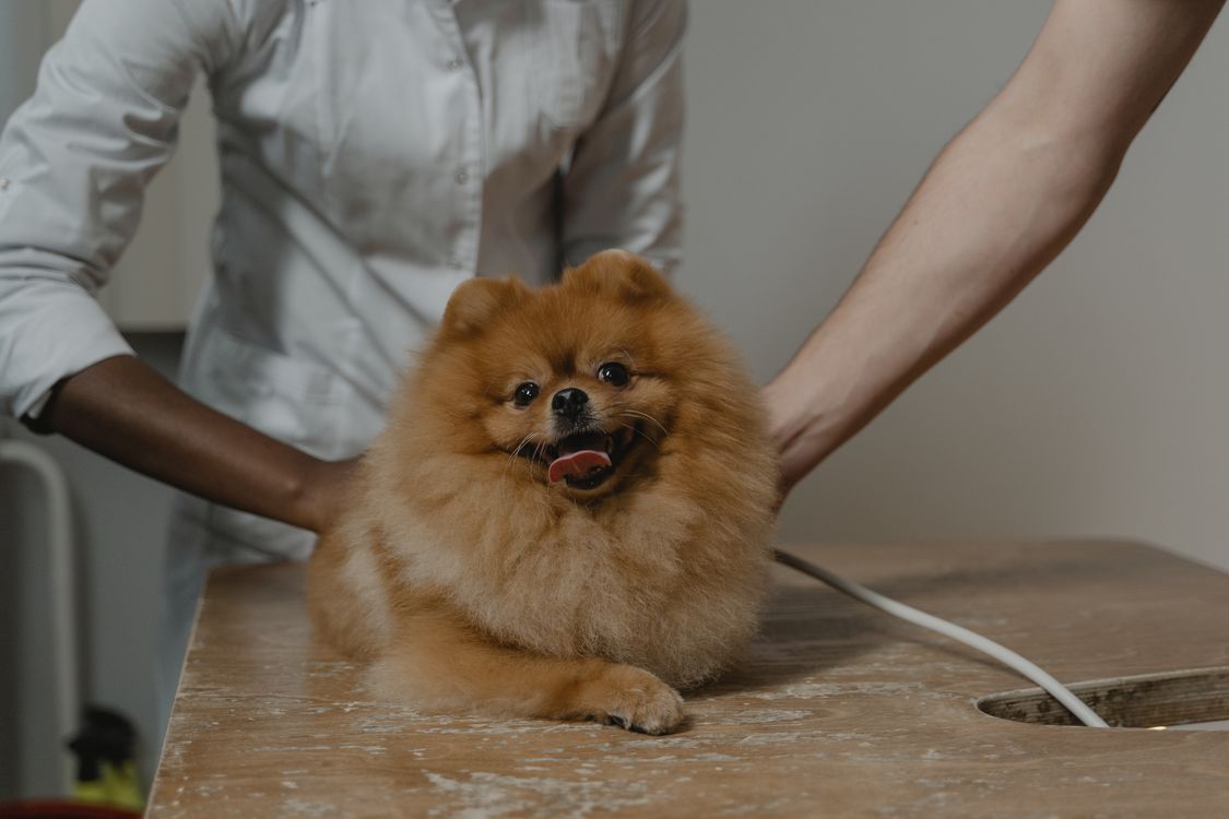 dog lying on a veterinary table during an exam