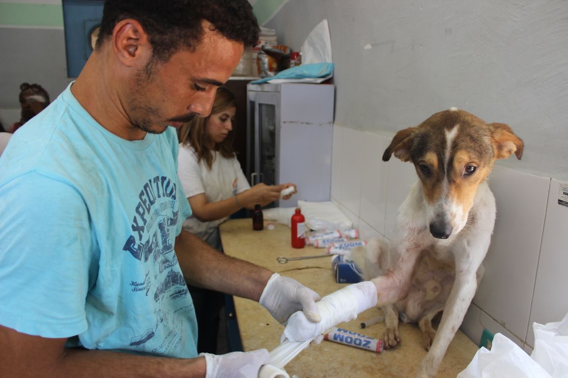 veterinary team caring for a dog at the clinic