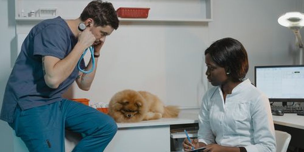 veterinarian examining a pomeranian during a checkup