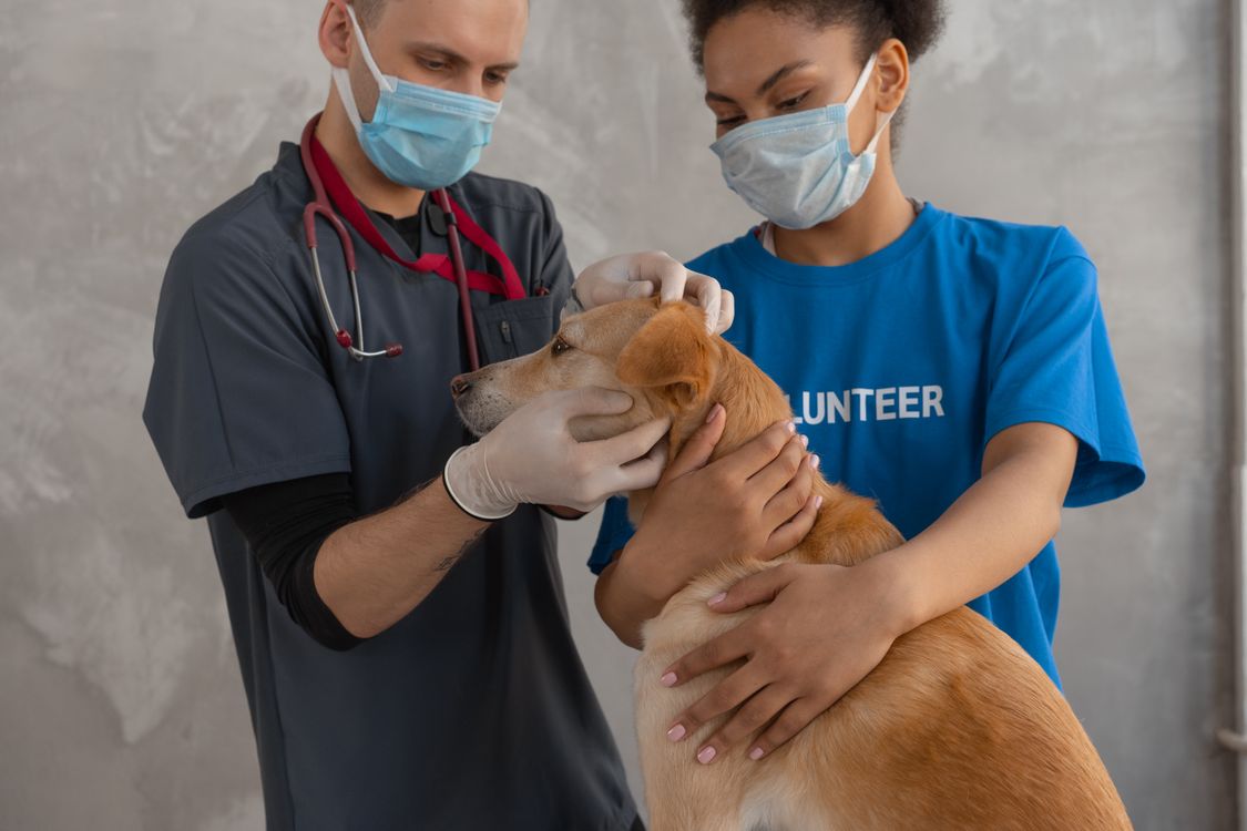 veterinarian checking a brown dog during a clinic exam