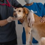 veterinarian comforting a dog during an exam at the clinic