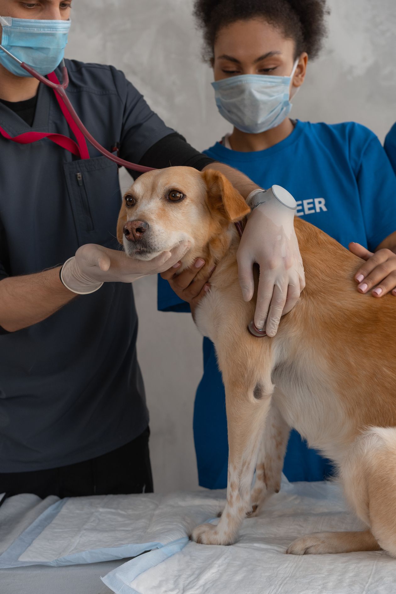 veterinarian comforting a dog during an exam at the clinic