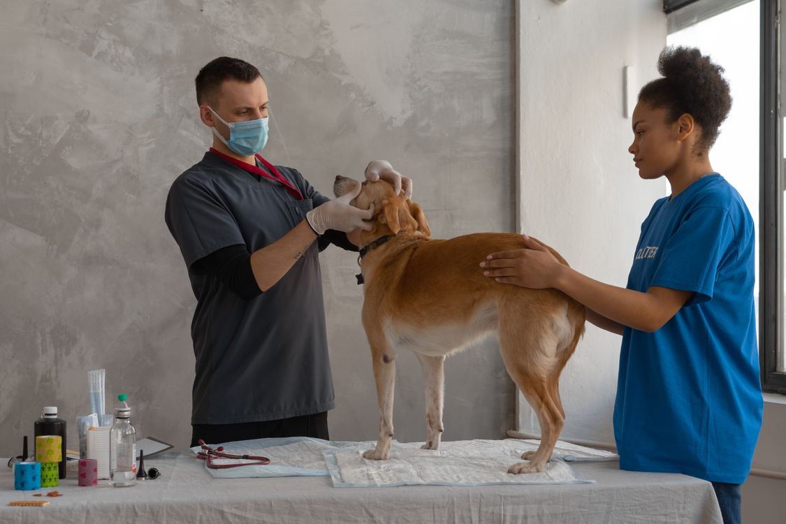 veterinarian examining a dog in a clinic
