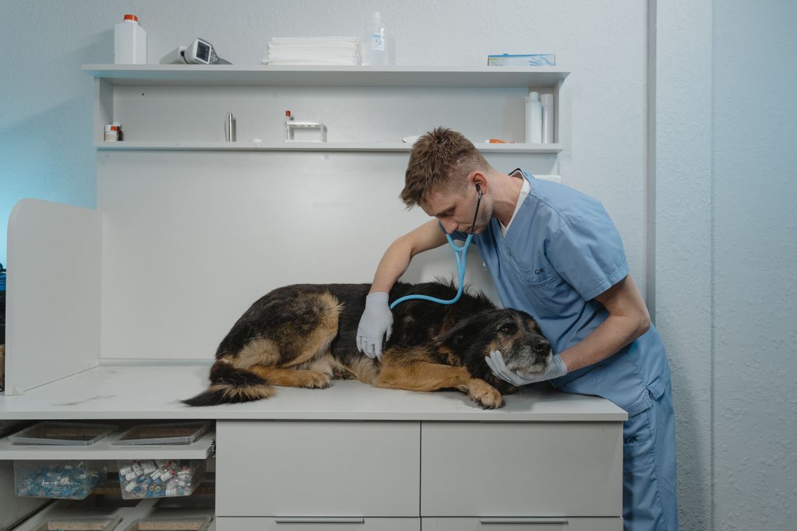 veterinarian examining a dog at a clinic