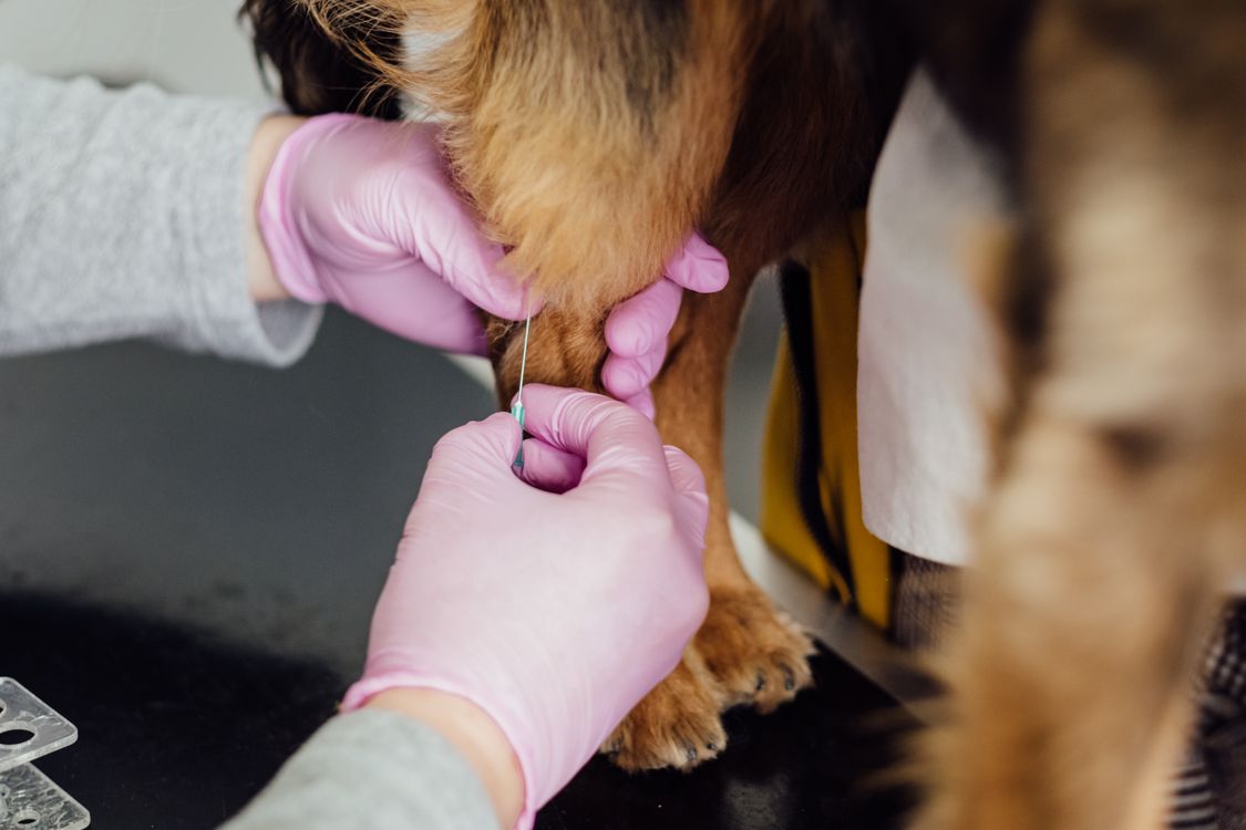 veterinarian giving a dog an injection in the clinic